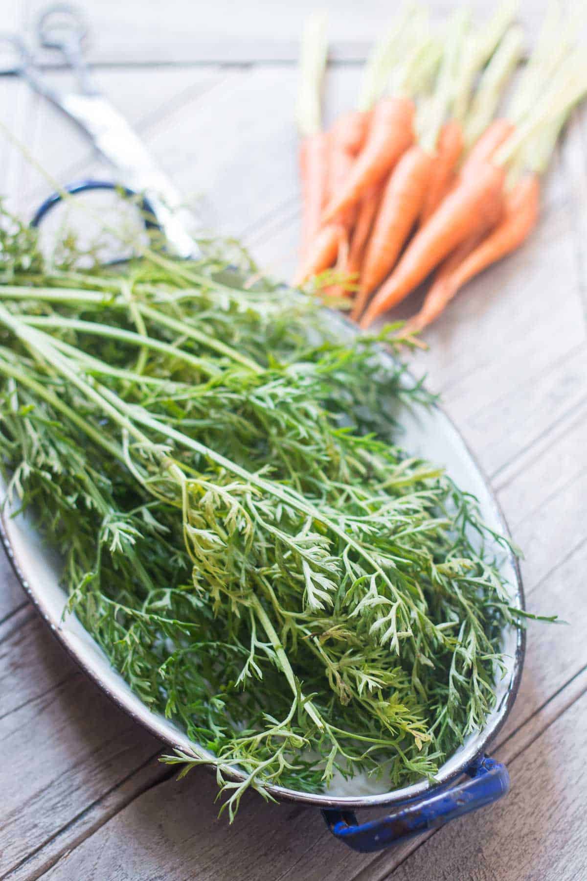 The carrot greens that are used to make the Chimichurri in this recipe.