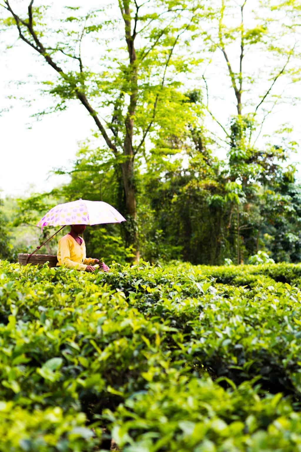 Assam, the largest producer of tea in the world is a beautiful north eastern state in India, lush with tea gardens, culture and history. Visit this far away state to go tea picking, taste the best black teas and eat delicacies like pork, bamboo shoot curry, banana flour and hard to find herbs.