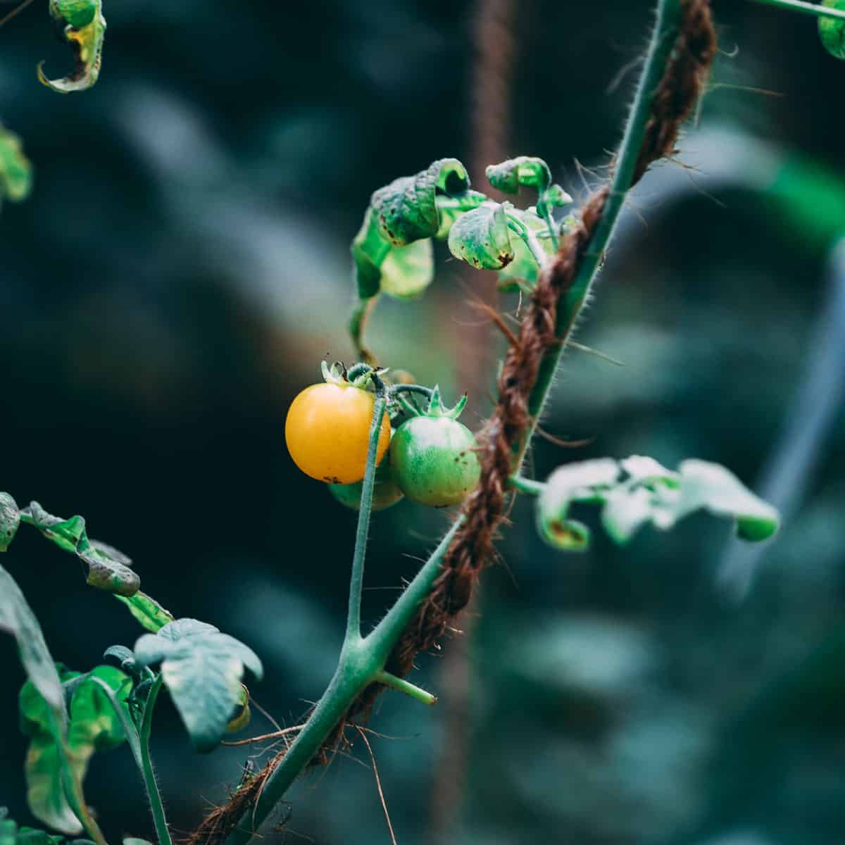 Tomatoes growing in our backyard in auroville