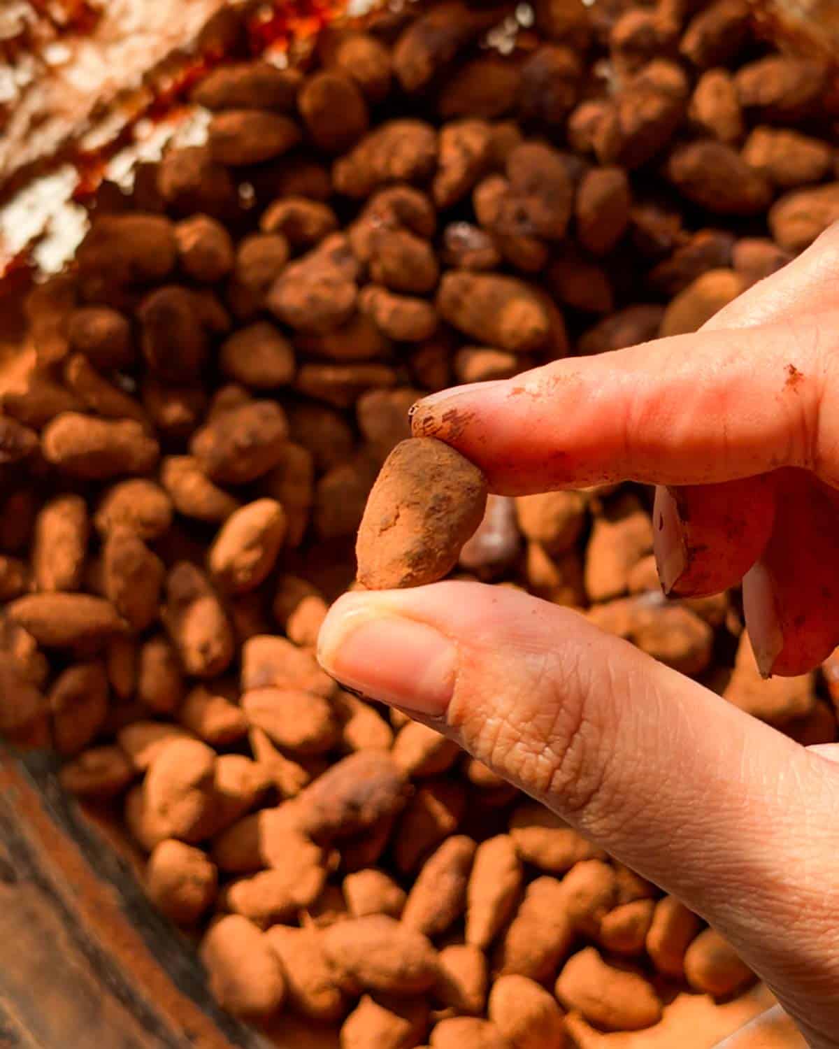 a person holding one chocolate covered almond to showcase its color and texture